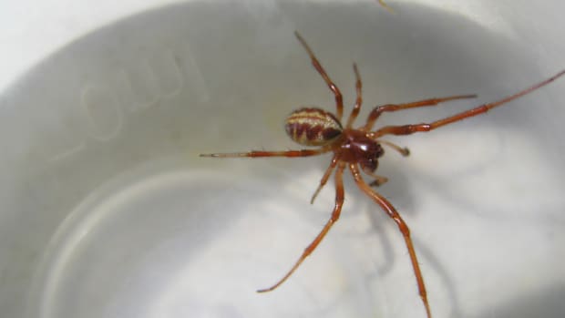 Australia Spider Car Door Handle Opposing Views Australian Man Finds Huge Spider Beneath Car Door Handle Video