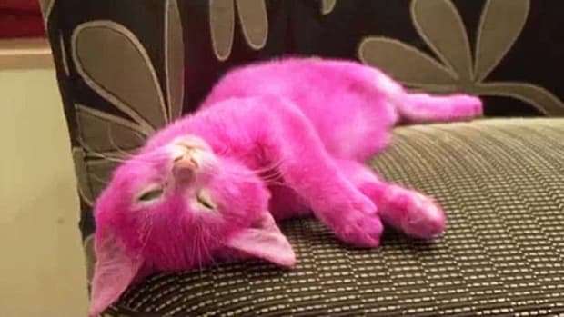 Pink Kitten.