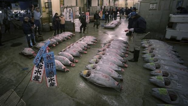 Tuna auction, Tokyo.