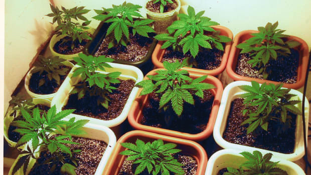 Cannabis Plants.