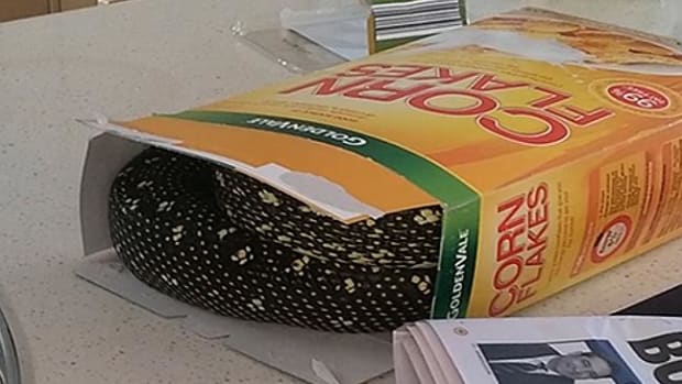 Python in Cereal.