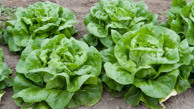 Agents Find 2 Tons Of Weed Disguised As Lettuce (Photos) Promo Image