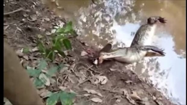 Alligator Tries To Eat The Wrong Prey, Pays The Price (Video) Promo Image