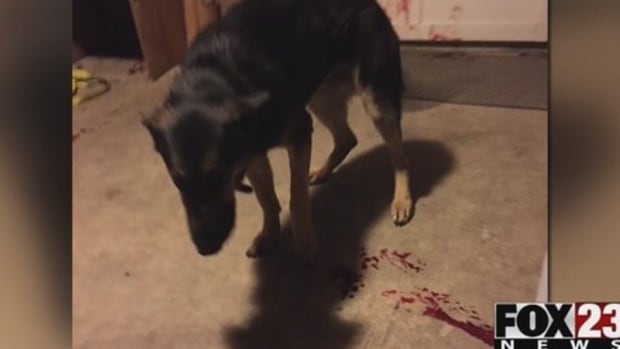 Woman Finds Dog Bleeding On Porch With Note From Police Promo Image