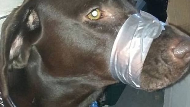 dog with its mouth duct-taped