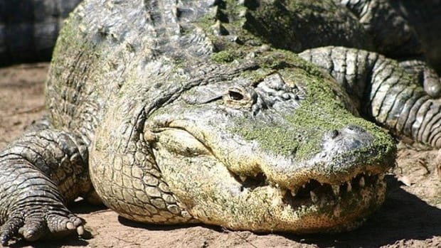 Parents Tried To Save Son As He Was Attacked By Alligator Promo Image