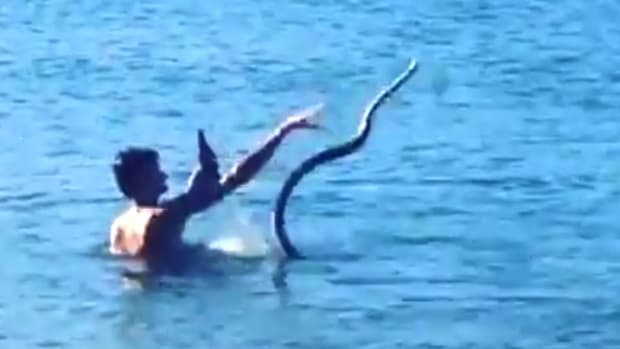 Australian Man Swims With Pet Snake, Beer (Video) Promo Image