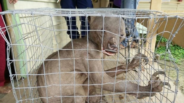 'Alien-Like' Creature Rescued After Fleeing Attackers (Photos)  Promo Image