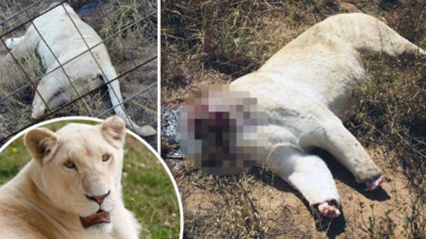 Pair Of Lions Found Beheaded In South Africa (Photos) Promo Image