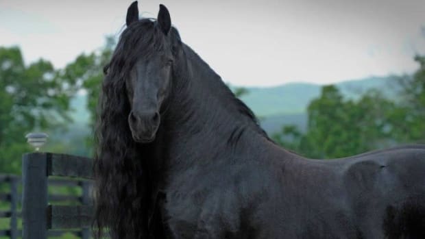 Meet The Most Beautiful Horse In The World (Video) Promo Image