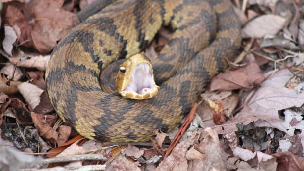 Cottonmouth Snake.