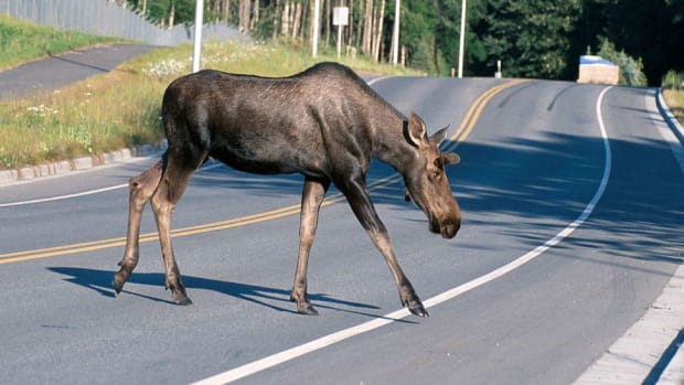 Moose Gives Birth In Lowe's Parking Lot (Video) Promo Image