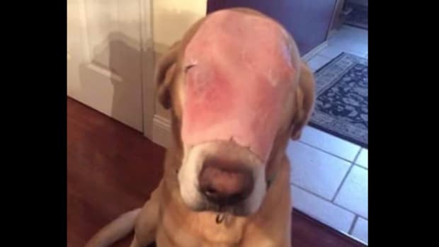 A Dog With A Slice Of Ham On Its Face