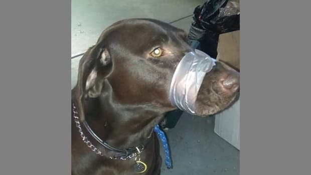 Dog With Duct Taped Muzzle.