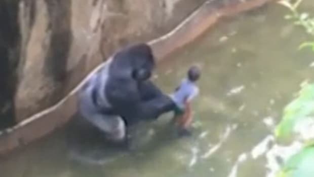 Gorilla Shot Dead After Toddler Falls Into Pit At Zoo  Promo Image