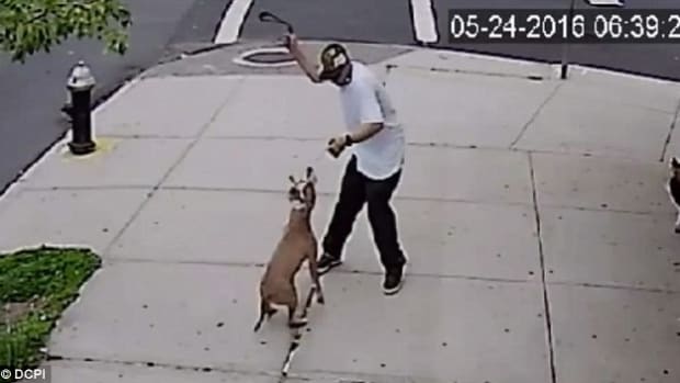 Man Caught Beating Dog On Camera (Video) Promo Image