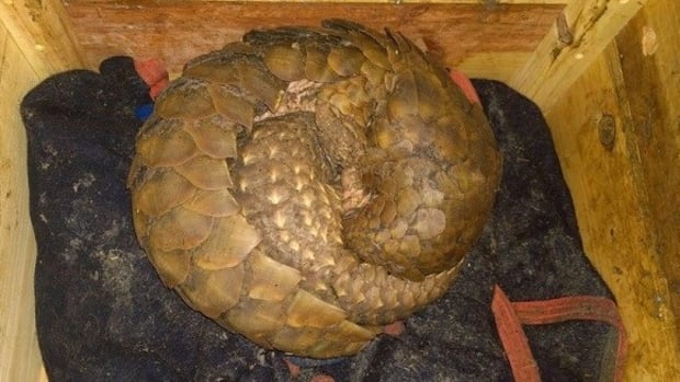 Three Arrested In Pangolin Smuggling Attempt (Photos) Promo Image