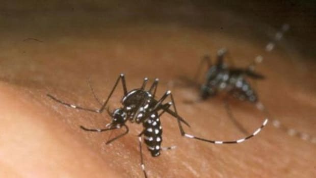 Mosquito carrying the Zika Virus