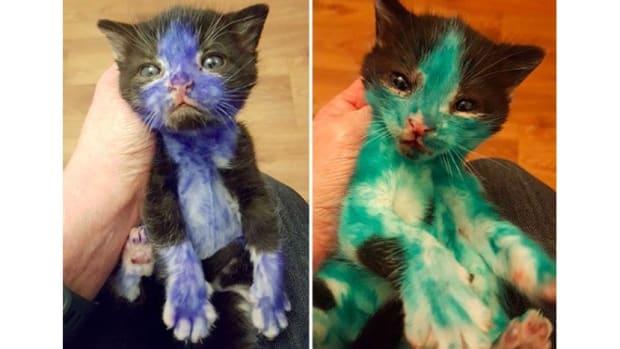 Kittens Stained With Sharpies Rescued (Photos) Promo Image