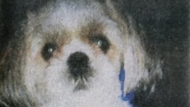 Woman Sentenced For Killing Her Neighbor's Dog Promo Image