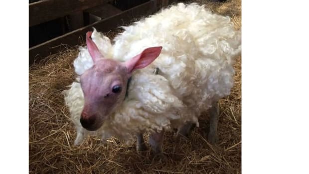 Unique Lamb Quickly Goes Viral Promo Image