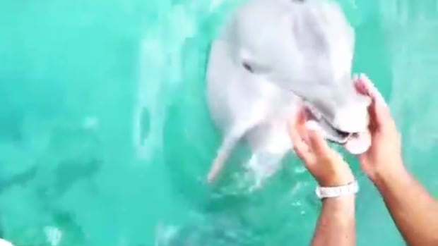 dolphin saving phone