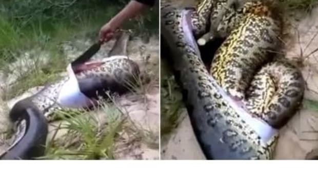 Locals Get Shock Of Their Lives When They Cut Open Anaconda (Video) Promo Image