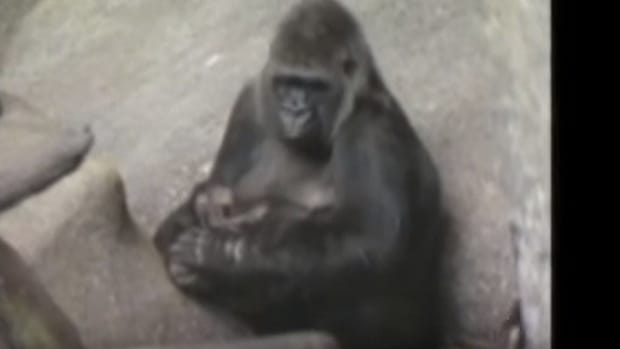 20-Year-Old Video Shows Gorilla Saving A Boy (Video) Promo Image