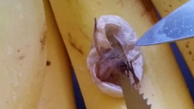 Couple Finds Surprise In Their Bananas (Video) Promo Image