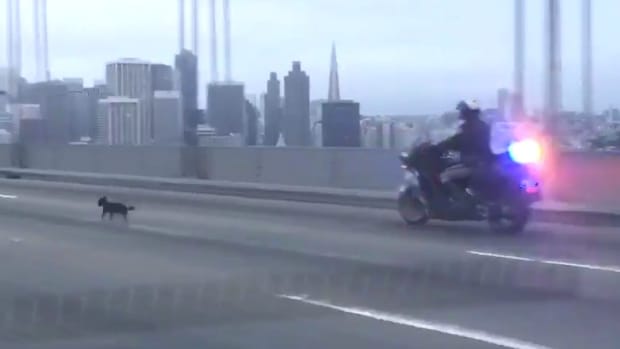 Cops Chase Chihuahua Across SF Bay Bridge (Video) Promo Image