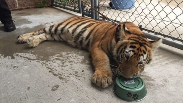 Tiger Found Wandering In Texas Neighborhood (Photos) Promo Image
