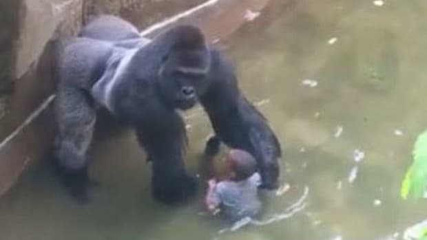 Zoo Director Defends Decision To Kill Harambe  Promo Image
