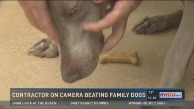 Contractor Beats Dogs With Wrench (Video) Promo Image