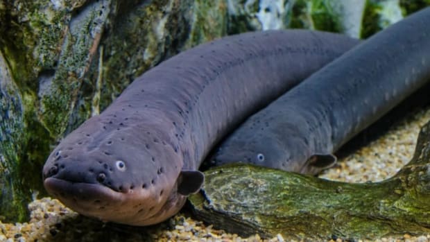 Electric Eels Leap To Deliver Shocks (Video) Promo Image