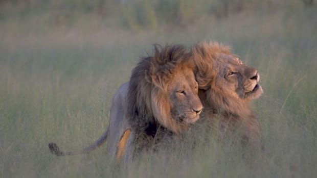 Pictures Capture Male Lions Mating In Botswana Promo Image
