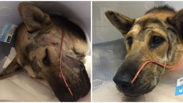 severely beaten dog recovering in hospital