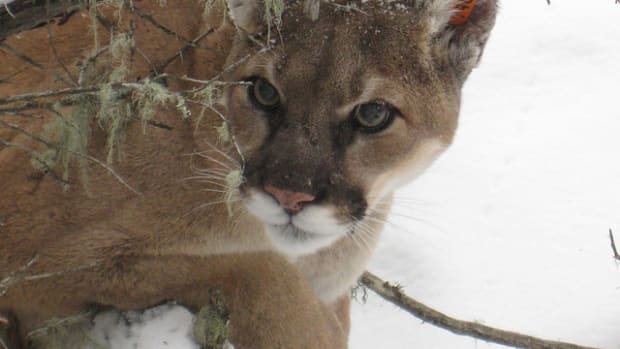 A Mountain Lion With A Deformity.