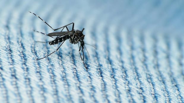 Study: Late-Pregnancy Zika Virus May Not Cause Defects Promo Image