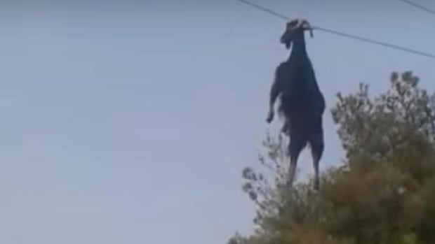 Men Rescue Goat From Power Line (Video) Promo Image