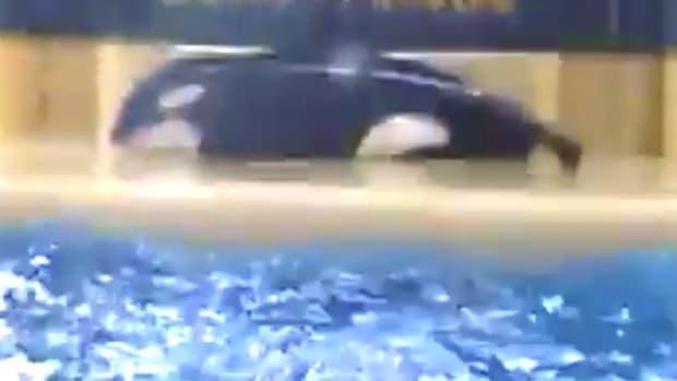 SeaWorld Killer Whale May Have Attempted Suicide (Video) Promo Image