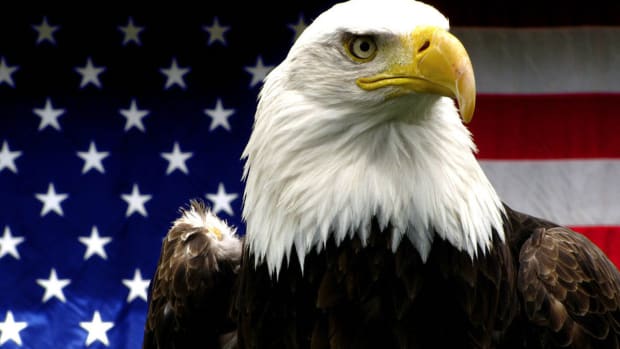 Army Veteran Saves America's National Bird (Video) Promo Image