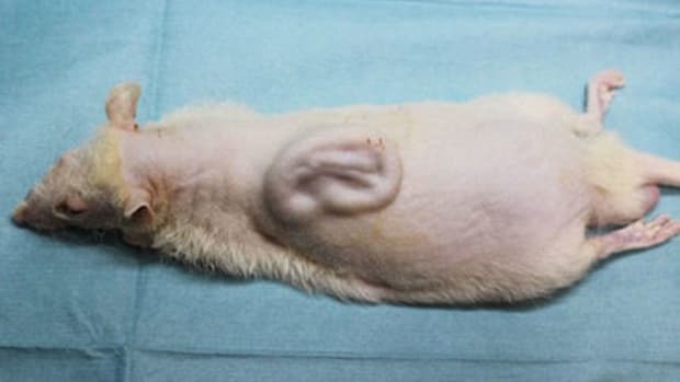 A human ear grown on the back of a lab rat in Japan.