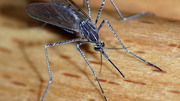 Mosquitos are known to contract and spread Zika virus