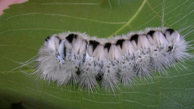 White Hickory Tussock Moth Caterpillar 