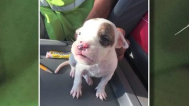 Pit Bull puppy found in donation bin