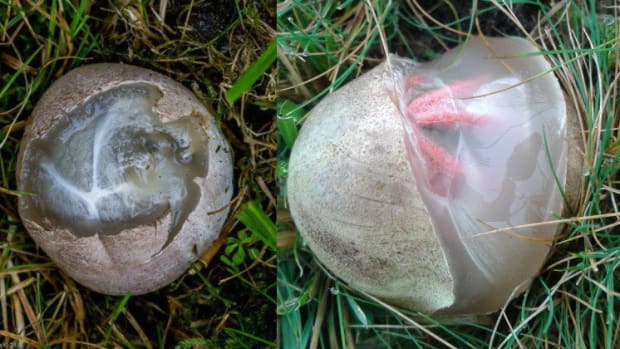 A Bizarre Type Of Mushroom Found In A Grassy Area.