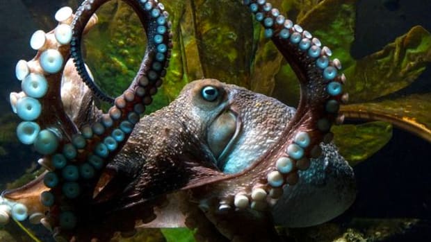 Octopus Escapes From New Zealand Aquarium (Video) Promo Image