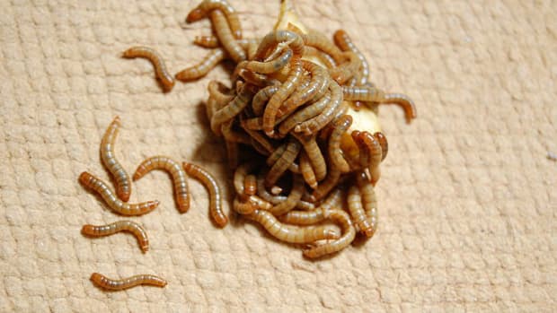 Mealworms.
