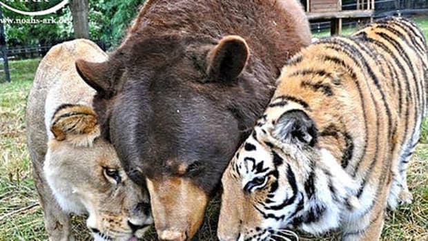 Lion, Tiger, Bear (Photos) Promo Image