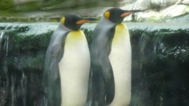 Gay Penguin Couple Allowed To Settle Down Together Promo Image
